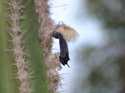 hava &raquo; Pilosocereus